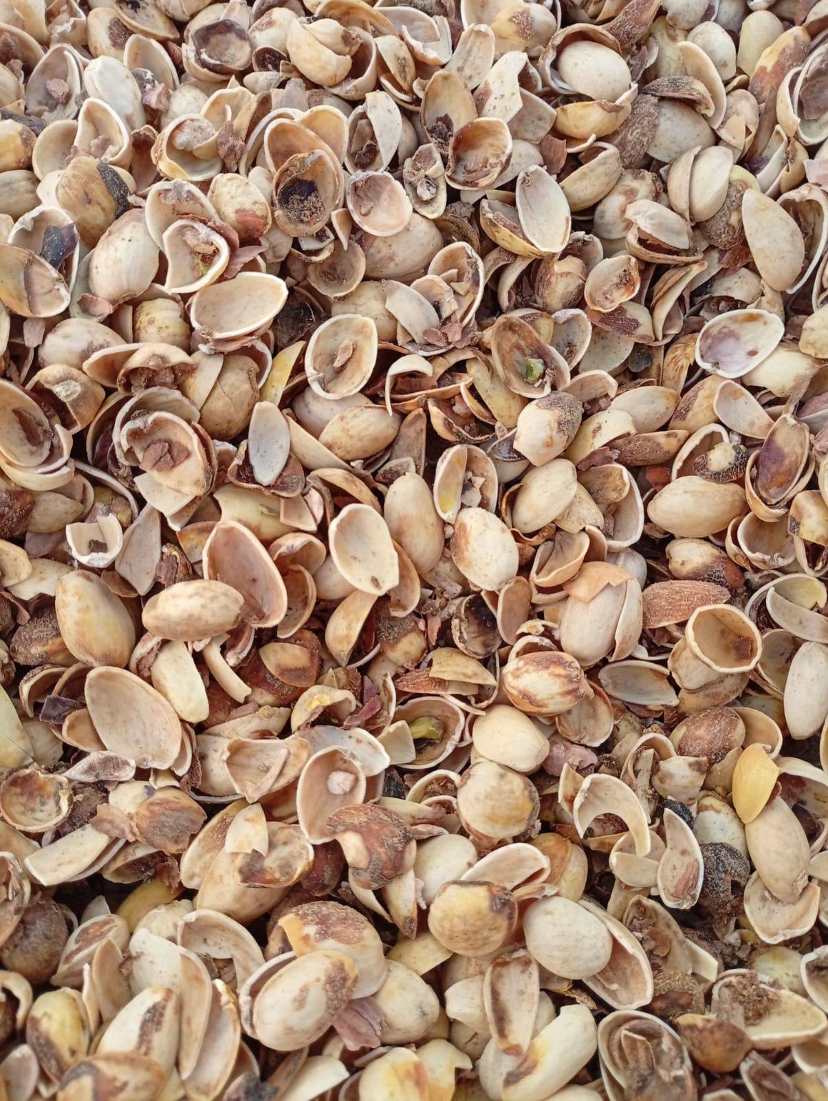 shell 3